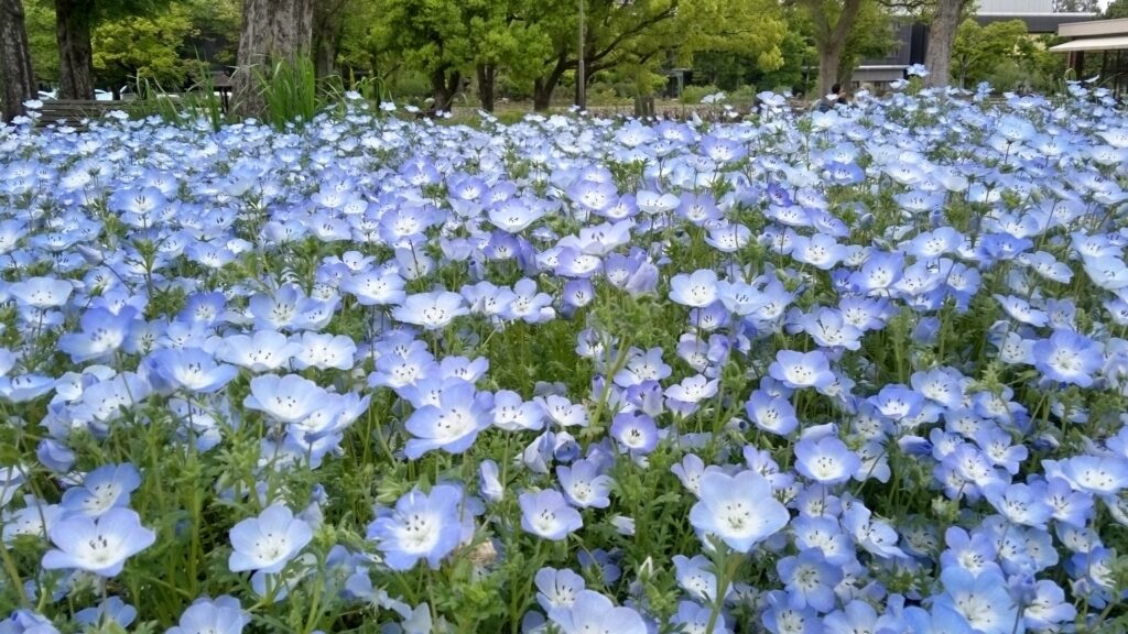 青いネモフィラの花畑