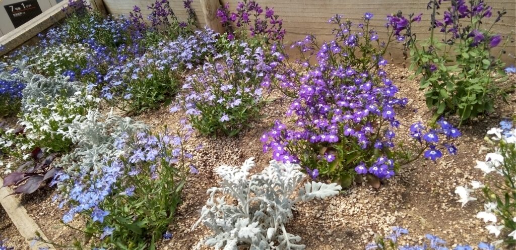 ブルー系の春の花が植えられた花壇の写真