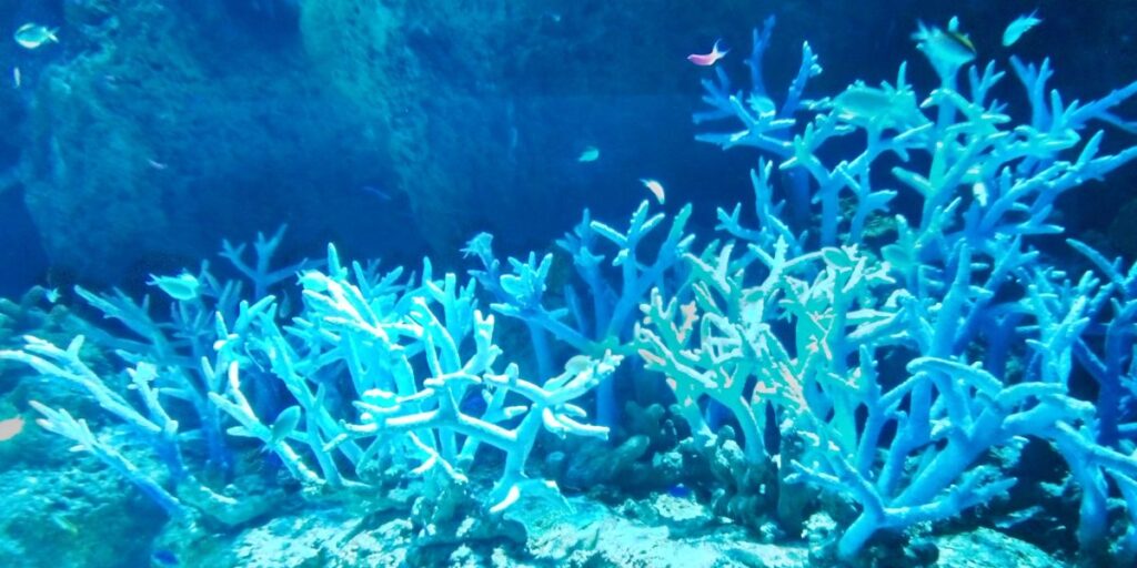 海の中の青い珊瑚