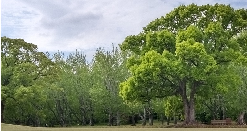 大きな公園の中の林の風景