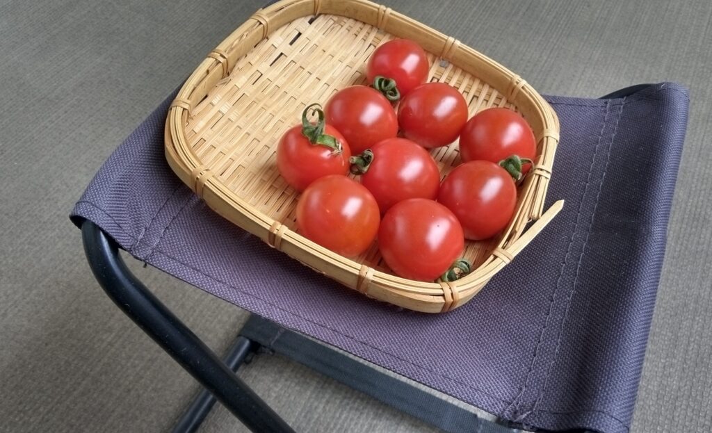 干し始めのミニトマトの画像
