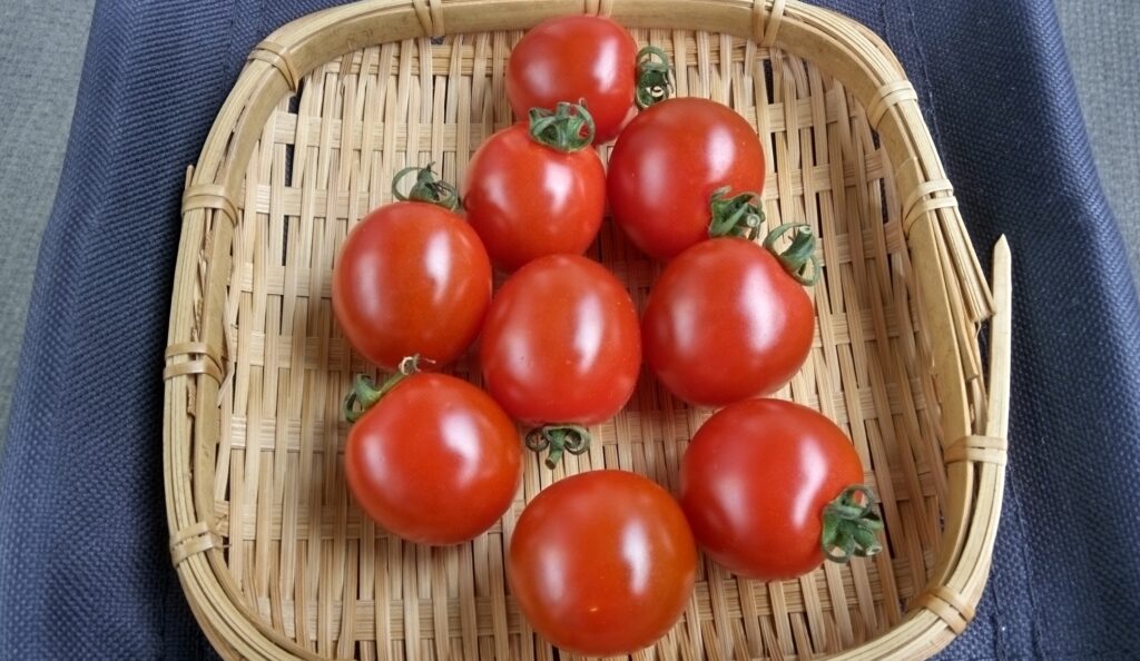 干したあとのミニトマトの画像