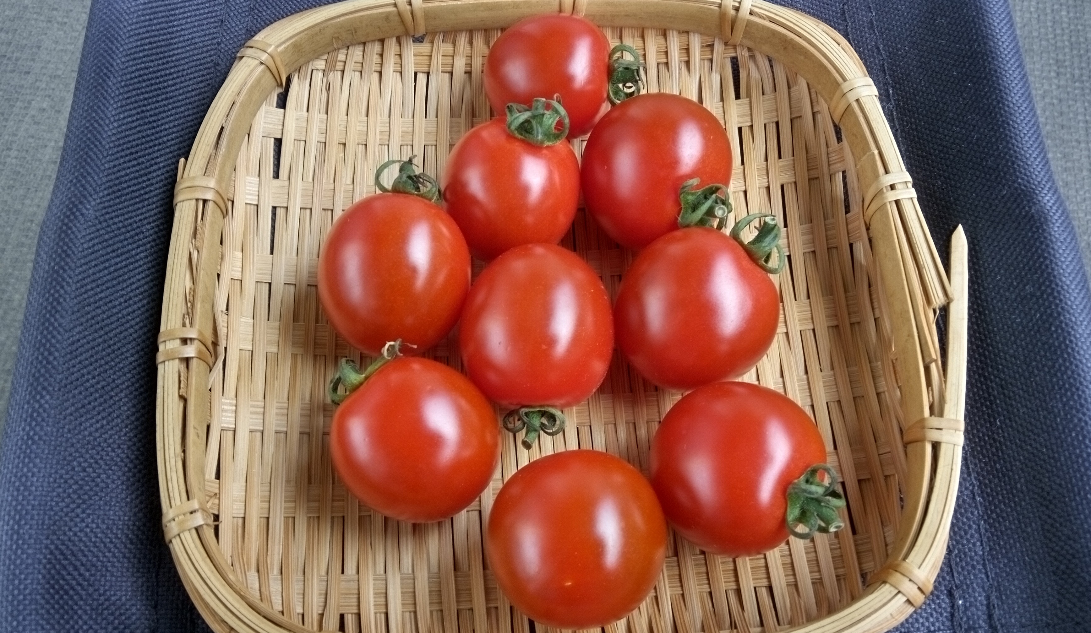 干したあとのミニトマトの画像