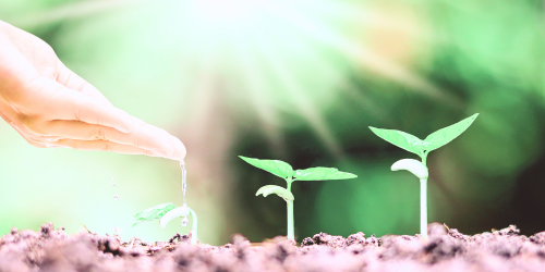 土から芽を出してる植物が3本並んでいる画像