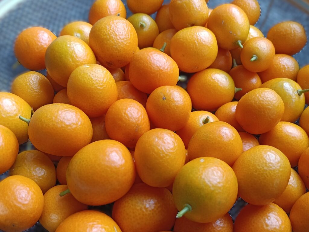 たくさんの金柑の画像