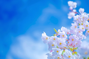 桜の花が青空をバックに咲いてる風景画像