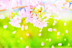 桜の花びらが散っている風景画像