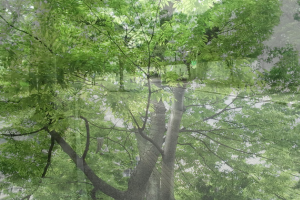 緑の木々の合成画像