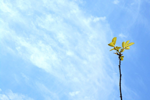 青空と白い雲をバックに真上に伸びる植物の画像